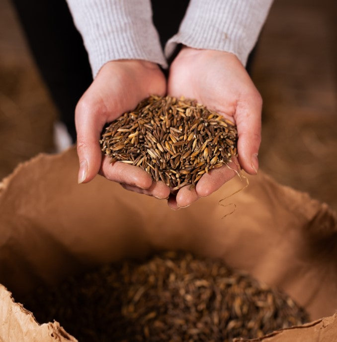 MUSTA KAURA 20kg x 50 SÄKKIÄ ”Black Oat”